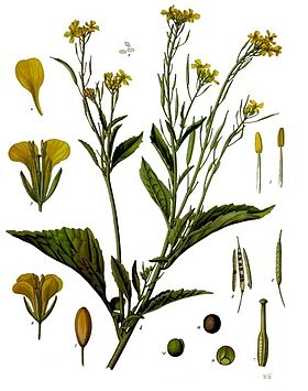 Mostarda-castanha (Brassica juncea)