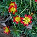 Rozestálka Calandrinia caespitosa