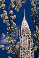 Chrysler Building printre crengile unui cireș înflorit, de David Blaikie