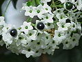 Plodenství Clerodendrum formicarum