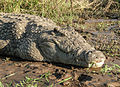 Crocodylus niloticus