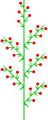 Heterothetische Doppeltraube