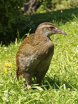 Veka (Gallirallus australis)