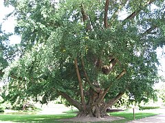 Ginkgo biloba