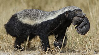 Ratel (Mellivora capensis)