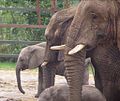 Image 8 Credit: Michael Haslam Howletts Wild Animal Park was set up as a private zoo in 1958 by John Aspinall in Canterbury, Kent. More about Howletts Wild Animal Park... (from Portal:Kent/Selected pictures)