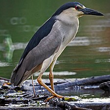 Photographie en couleurs d'un petit échassier au plumage noir et blanc.