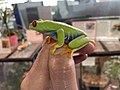 Red-eyed tree frog