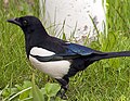 a magpie