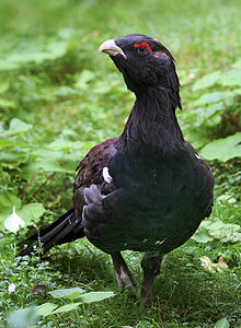 Þiðurkarri (Tetrao urogallus)