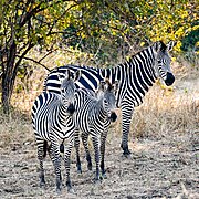 Famille Equus quagga en Zambie.