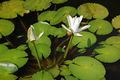 Nymphaea lotus.