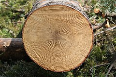 Příčný řez kmenem jedle bělokoré, dřevo není rozlišeno na jádro a běl