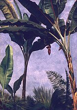 Banana Trees, 1876