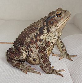 Bufo gargarizans