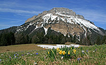 Prairie alpine couverte au premier plan de fleurs jaunes et d'autres bleutées et une montagne avec des falaises en arrière-plan.