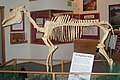 Image 6Mounted skeleton of Hagerman horse (Equus simplicidens) (from Evolution of the horse)