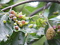 Galle su Fagus sylvatica