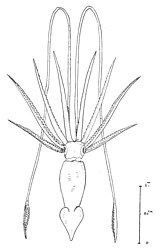 #110 (26/6/1935) Semi-schematic illustration of the giant squid taken by trawl in the Bay of Biscay on 26 June 1935, from Cadenat (1936:278, fig. 1)