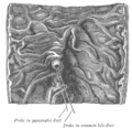 Фатеров сосочек. Рисунок из Анатомии Грея