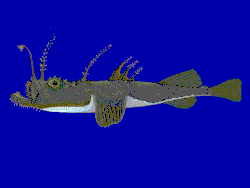 Lophius spec. from fishbase