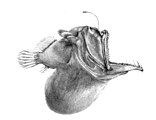 Peștele undițar este un prădător de pândă din zona batipelagică care își atrage prada cu o luminiță fotoforă. Se poate hrăni cu o pradă mai mare decât el pe care o înghite cu tot cu apă atunci când își deschide gura.