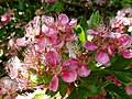 Rosa blomar i North Yorkshire i England.