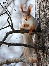 Un écureuil roux dans le Tatarstan, en Russie. Avril 2022.