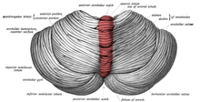 Sobo 1909 653 Cerebellar vermis.png