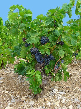 Vitis vinifera