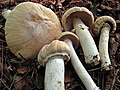 Reifpilz (Cortinarius caperatus)