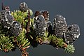 Image 42Pinaceae: unopened female cones of subalpine fir (Abies lasiocarpa) (from Conifer)