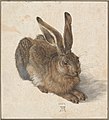 Albrecht Dürer'in "Young Hare" adlı eseri