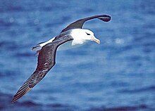 Svartbrynalbatross (Thalassarche melanophris) Foto: Uwe Kils