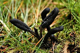 Geoglossum umbratile