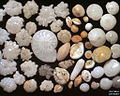 Foraminiferans (Retaria : Foraminifera)