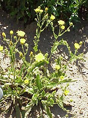 <center>Hieracium amplexicaule</center>