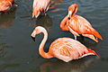 Phoenicopterus ruber (Flamant des Caraïbes)