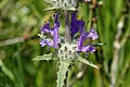 Salvia carduacea