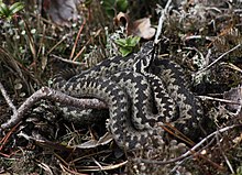 Vipera Berus Haukipudas 20110602.JPG