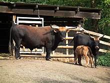 Dark bull with large horns, smaller cow and red calf