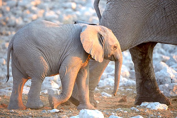 African bush elephant baby (loxodonta africana) ambling along mother's long strides at Okaukuejo waterhole in Etosha National Park Namibia.