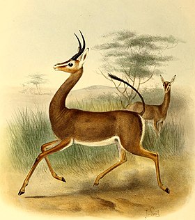Gazela-de-clarke (Ammodorcas clarkei)