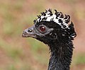 Image 15 Bare-faced curassow Photograph: Charles J. Sharp A portrait of a female bare-faced curassow (Crax fasciolata), taken at the Pantanal in Brazil. This species of bird in the family Cracidae is found in eastern-central and southern Brazil, Paraguay, eastern Bolivia, and extreme northeast Argentina. Its natural habitats are tropical and subtropical dry and moist broadleaf forests. More selected pictures