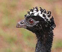 Bare-faced curassow (Crax fasciolata) female head