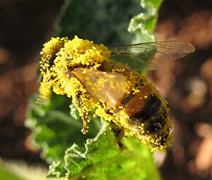 הדבורה הפועלת נוטלת מהפרח צוף להכנת דבש ואבקת פרחים המשמשת מזון לזחלים.