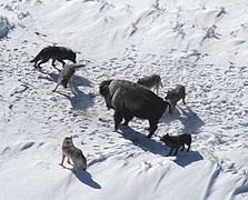 Ein Wolfsrudel umzingelt einen Amerikanischen Bison