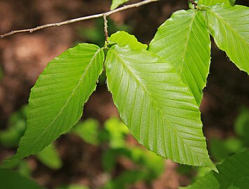 Spring leaves