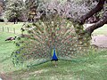 a peacock