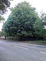 Ulmus × hollandica 'Dauvessei', Claremont Park, Leith Links, 2016